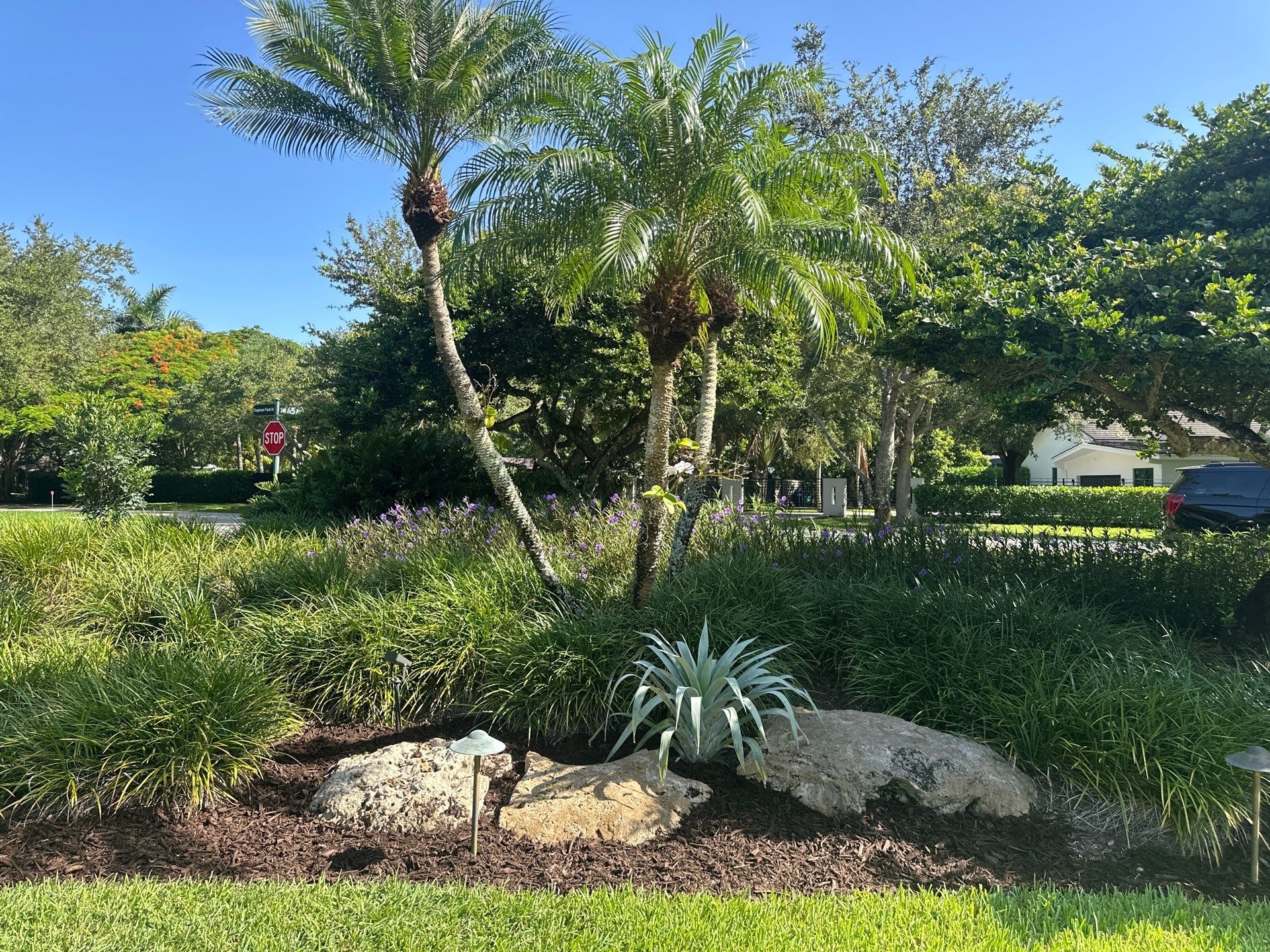 What to Do with a Tree Infested with Ants in Coral Gables, FL