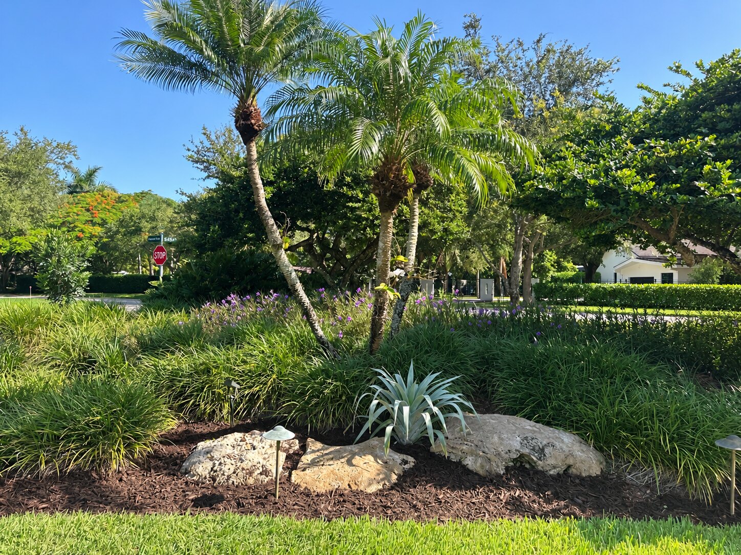 Established tropical landscape in Coral Gables