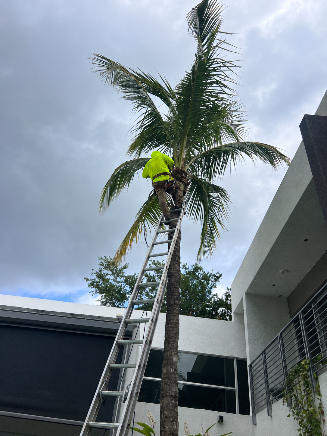 Tree-care professional pruning a mature South Florida palm