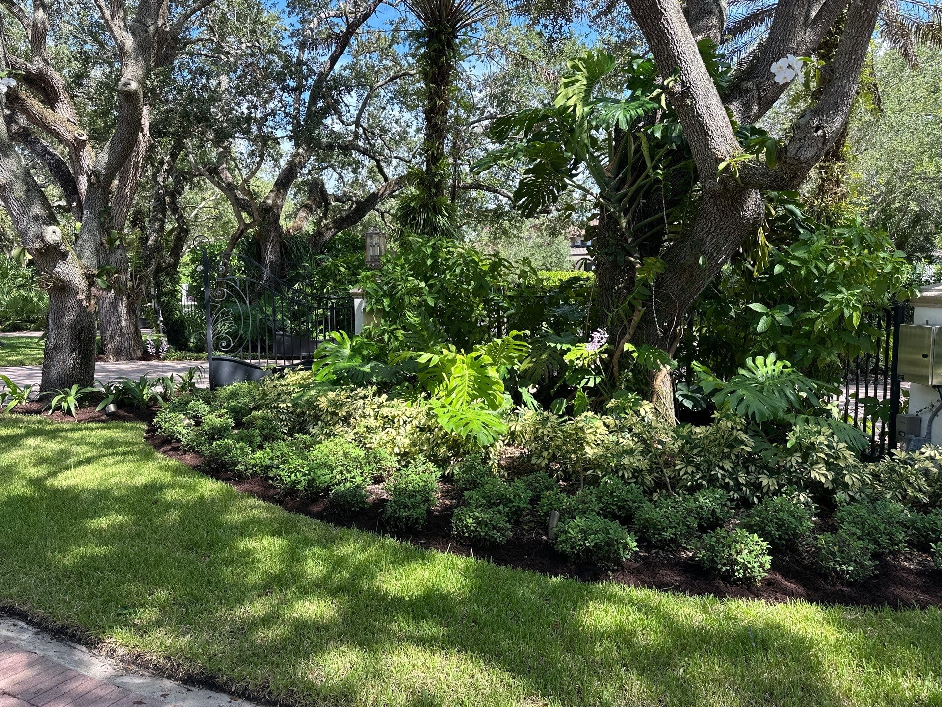 Mature trees integrated into a maintained residential landscape