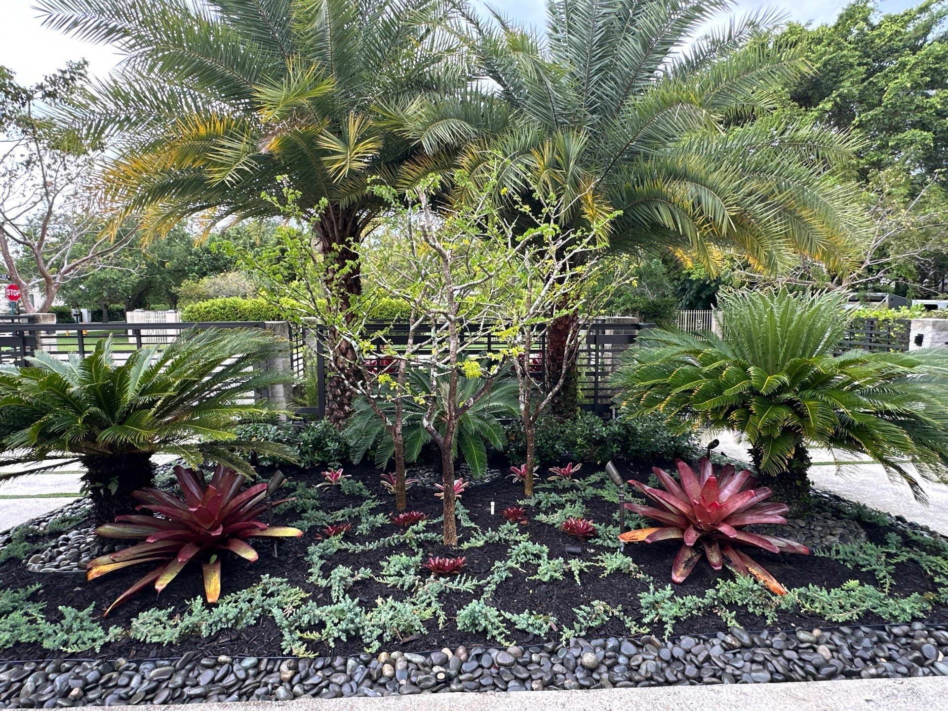 Tropical palm, cycad, and bromeliad garden