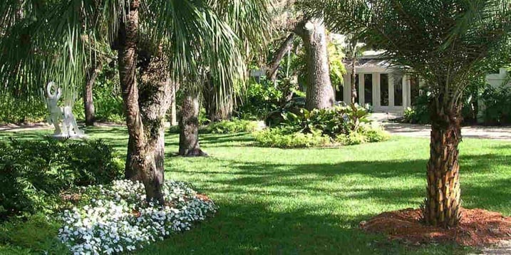 can-you-plant-a-tree-where-one-was-removed