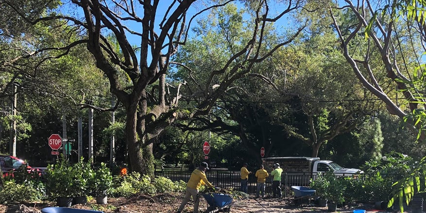 do-dead-branches-hurt-a-tree