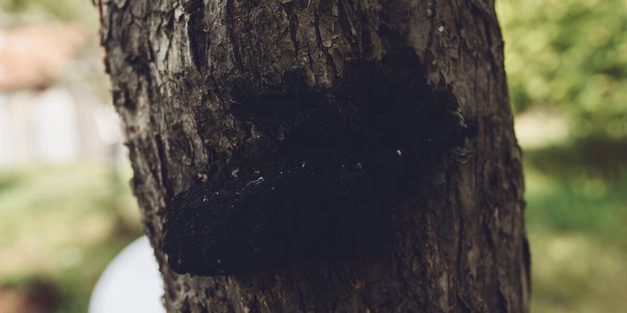 how-to-get-rid-of-black-fungus-on-trees
