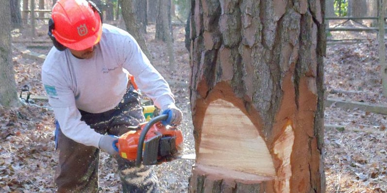 how-to-make-a-tree-fall-a-certain-way