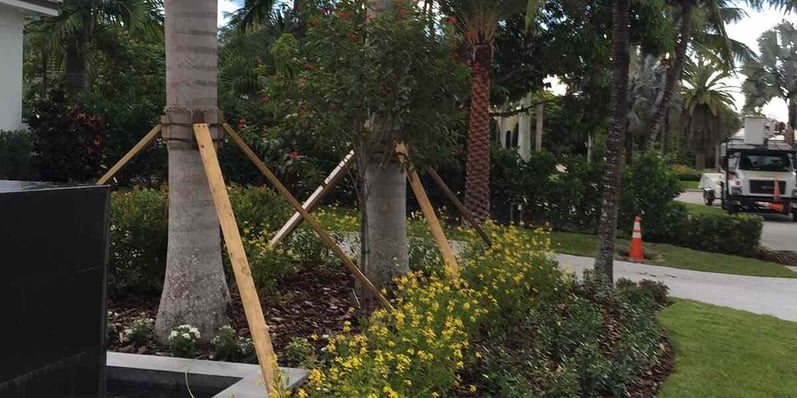 how-to-straighten-a-mature-leaning-tree