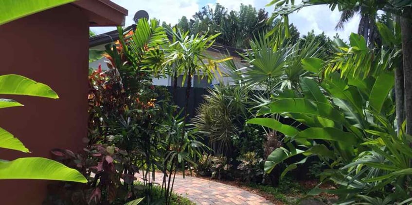 how-to-tell-if-a-plant-is-overwatered-or-underwatered