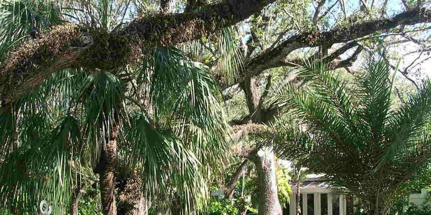 how-to-tell-if-a-tree-is-going-to-fall