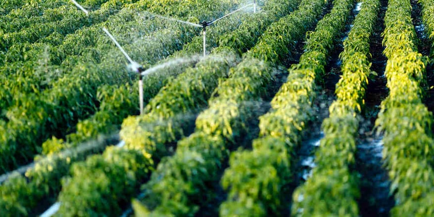 landscape-irrigation-1