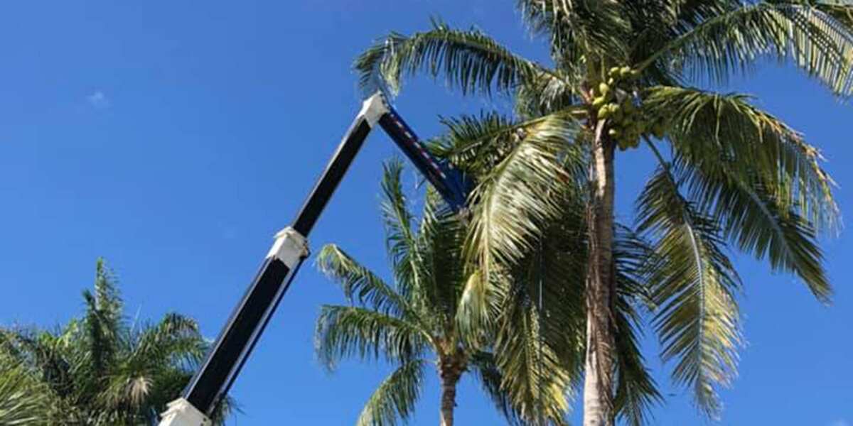 How To Cut High Tree Branches 